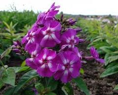 Plamenka latnatá 'Purple Kiss' - Phlox paniculata 'Purple Kiss'