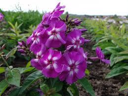Plamenka latnatá 'Purple Kiss'