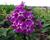 Plamenka latnatá 'Purple Kiss'