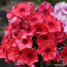 Plamenka latnatá 'Tequila Sunrise'