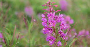 Vrbovka úzkolistá - Epilobium angustifolium