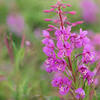vrbovka zkolist - Epilobium angustifolium