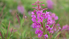Vrbovka úzkolistá - Epilobium angustifolium