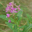 Vrbovka úzkolistá - Epilobium angustifolium