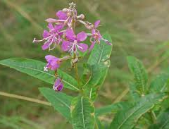 Vrbovka úzkolistá - Epilobium angustifolium