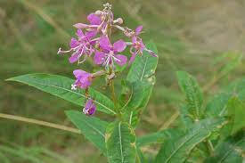 Vrbovka úzkolistá - Epilobium angustifolium
