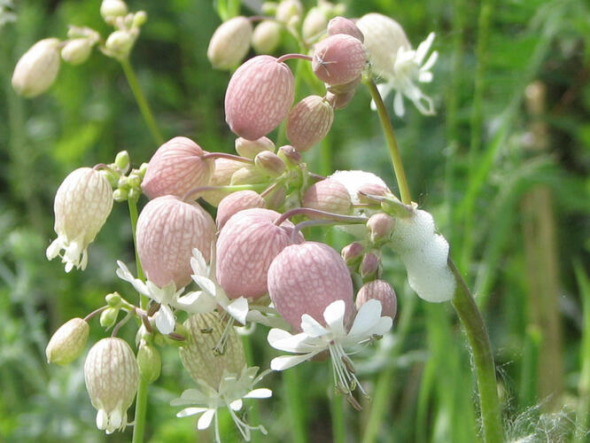 Silenka nadmutá - Silene vulgaris