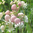 Silenka nadmutá - Silene vulgaris