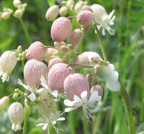 Silenka nadmutá - Silene vulgaris