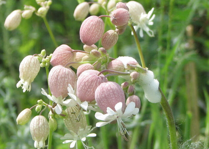 Silenka nadmutá - Silene vulgaris