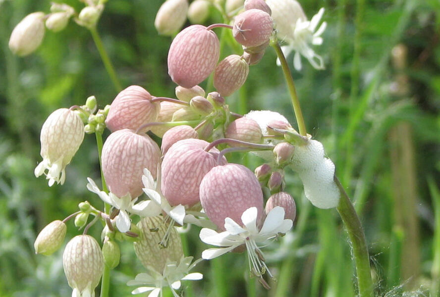 Silenka nadmutá - Silene vulgaris