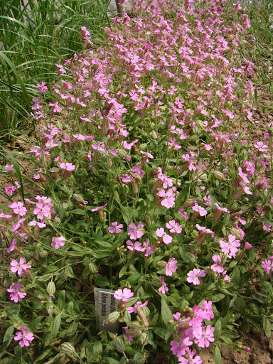 Silenka převislá - Silene pendula