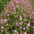 Silenka převislá - Silene pendula