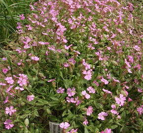 Silenka převislá - Silene pendula