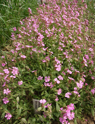 Silenka převislá - Silene pendula