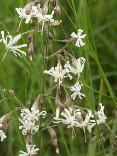 Silenka nící - Silene nutans