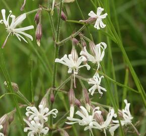 Silenka nící - Silene nutans