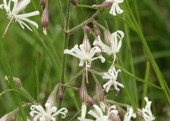 Silenka nící - Silene nutans