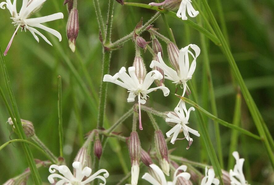 Silenka nící - Silene nutans