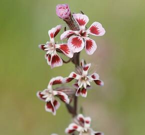 Silenka galská - Silene gallica