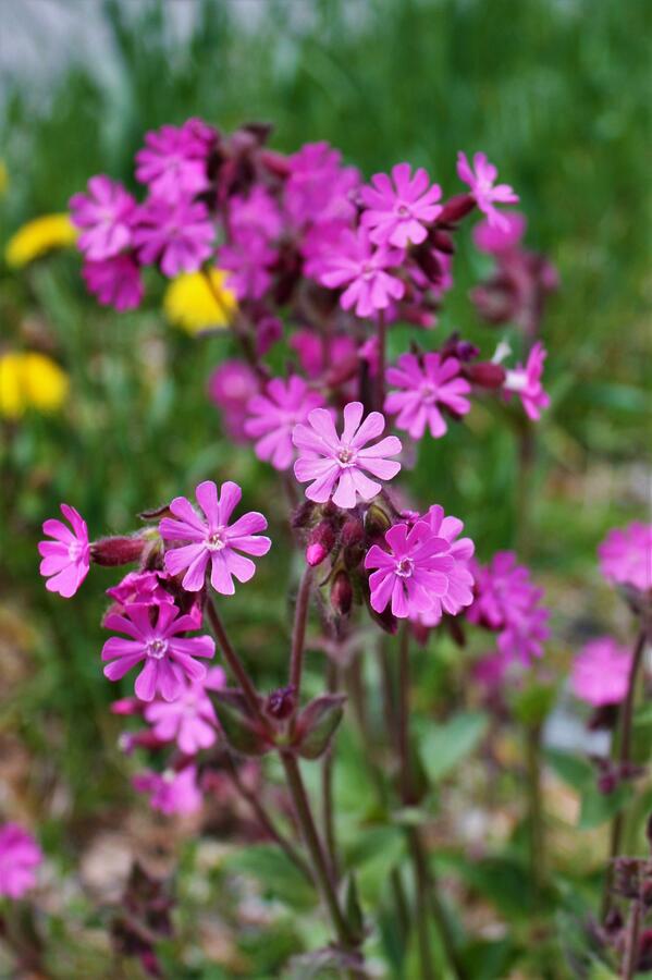 Silenka dvoudomá - Silene dioica