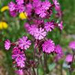 Silenka dvoudomá - Silene dioica