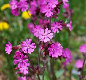 Silenka dvoudomá - Silene dioica