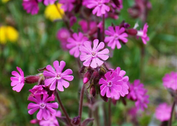 Silenka dvoudomá - Silene dioica