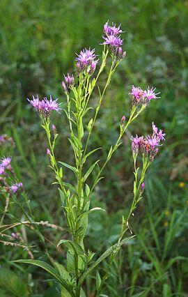 Srpice barvířská - Serratula tinctoria