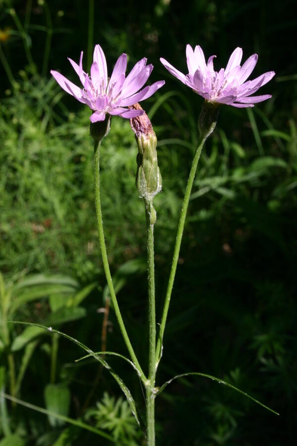 Hadí mord nachový - Scorzonera purpurea