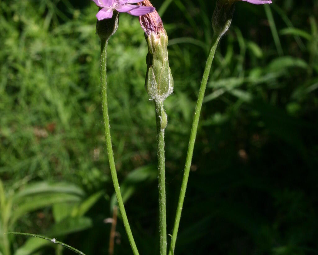 Hadí mord nachový - Scorzonera purpurea