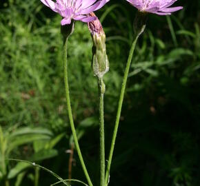 Hadí mord nachový - Scorzonera purpurea