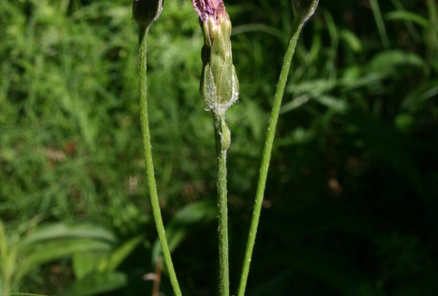 Hadí mord nachový - Scorzonera purpurea