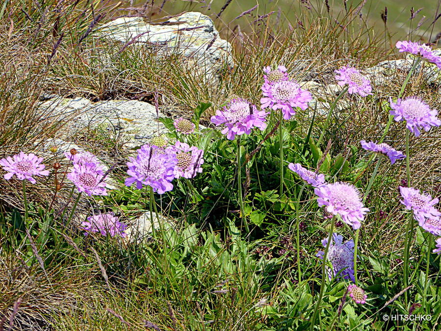 Hlaváč lesklý - Scabiosa lucida