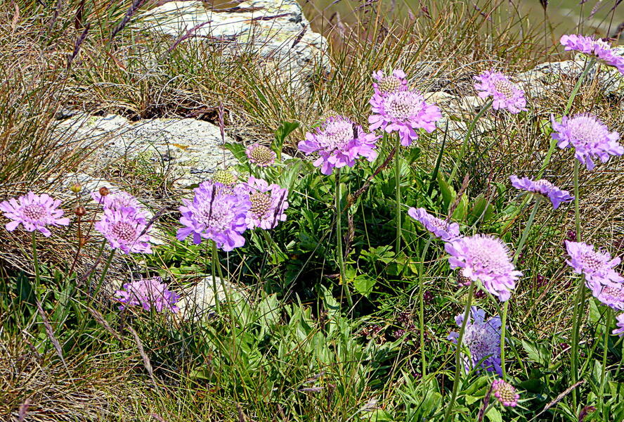 Hlaváč lesklý - Scabiosa lucida