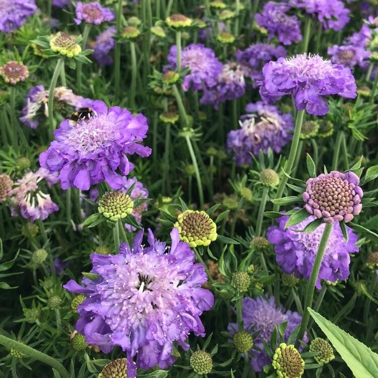 Hlaváč fialový - Scabiosa columbaria