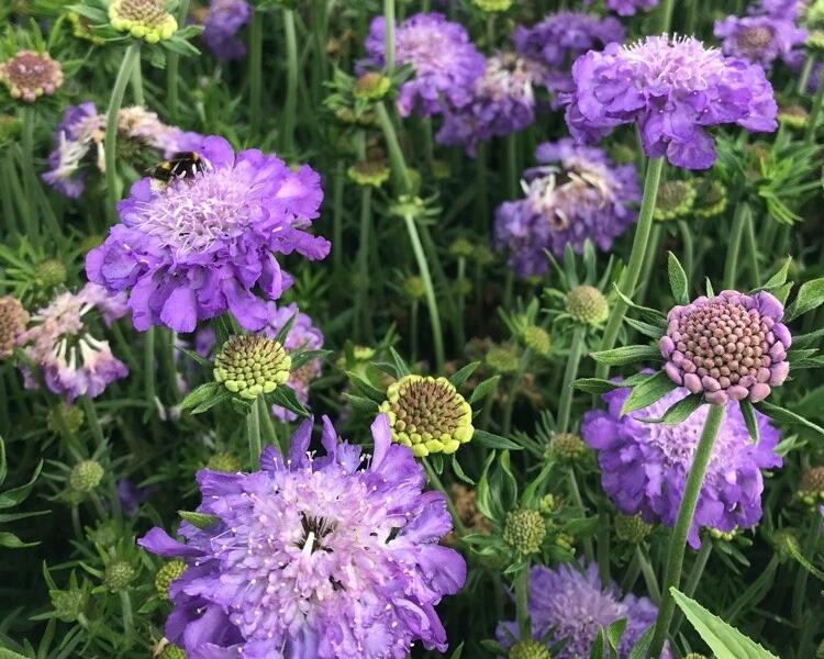 Hlaváč fialový - Scabiosa columbaria