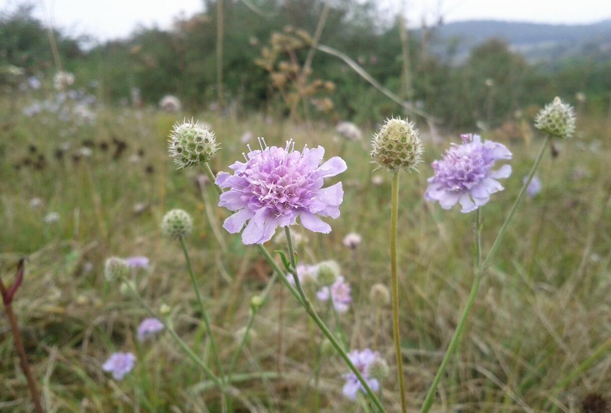 Hlaváč šedavý - Scabiosa canescens