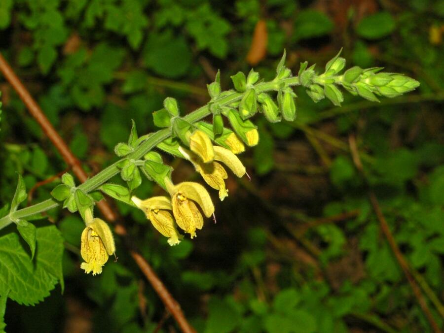 Šalvěj lepkavá - Salvia glutinosa