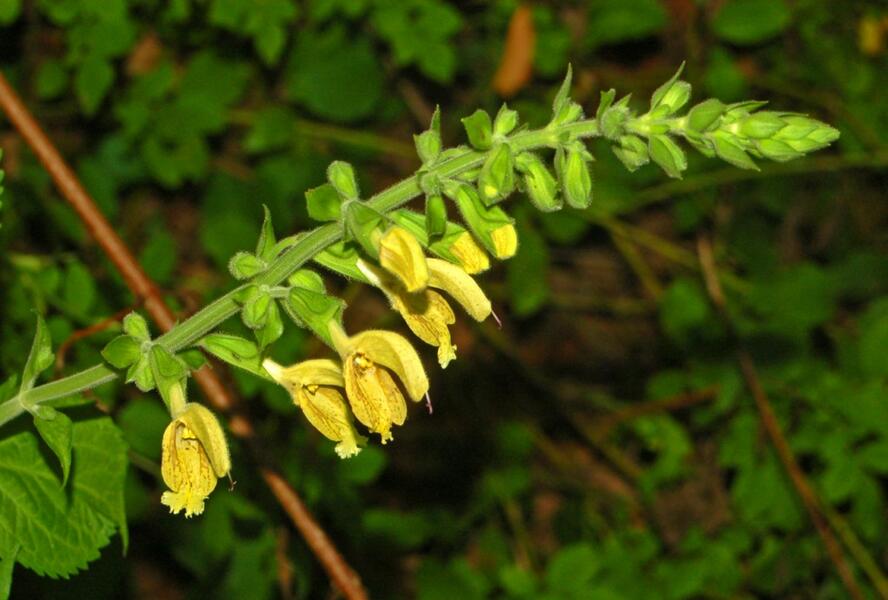 Šalvěj lepkavá - Salvia glutinosa