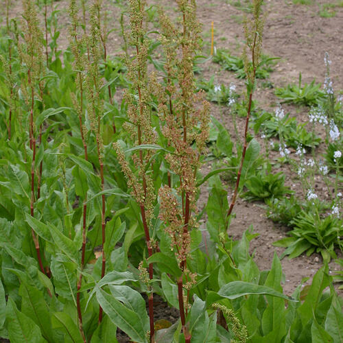 Šťovík zahradní - Rumex patientia