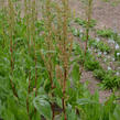 Šťovík zahradní - Rumex patientia