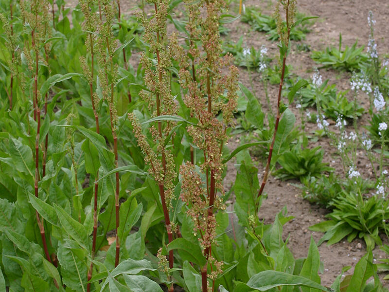 Šťovík zahradní - Rumex patientia