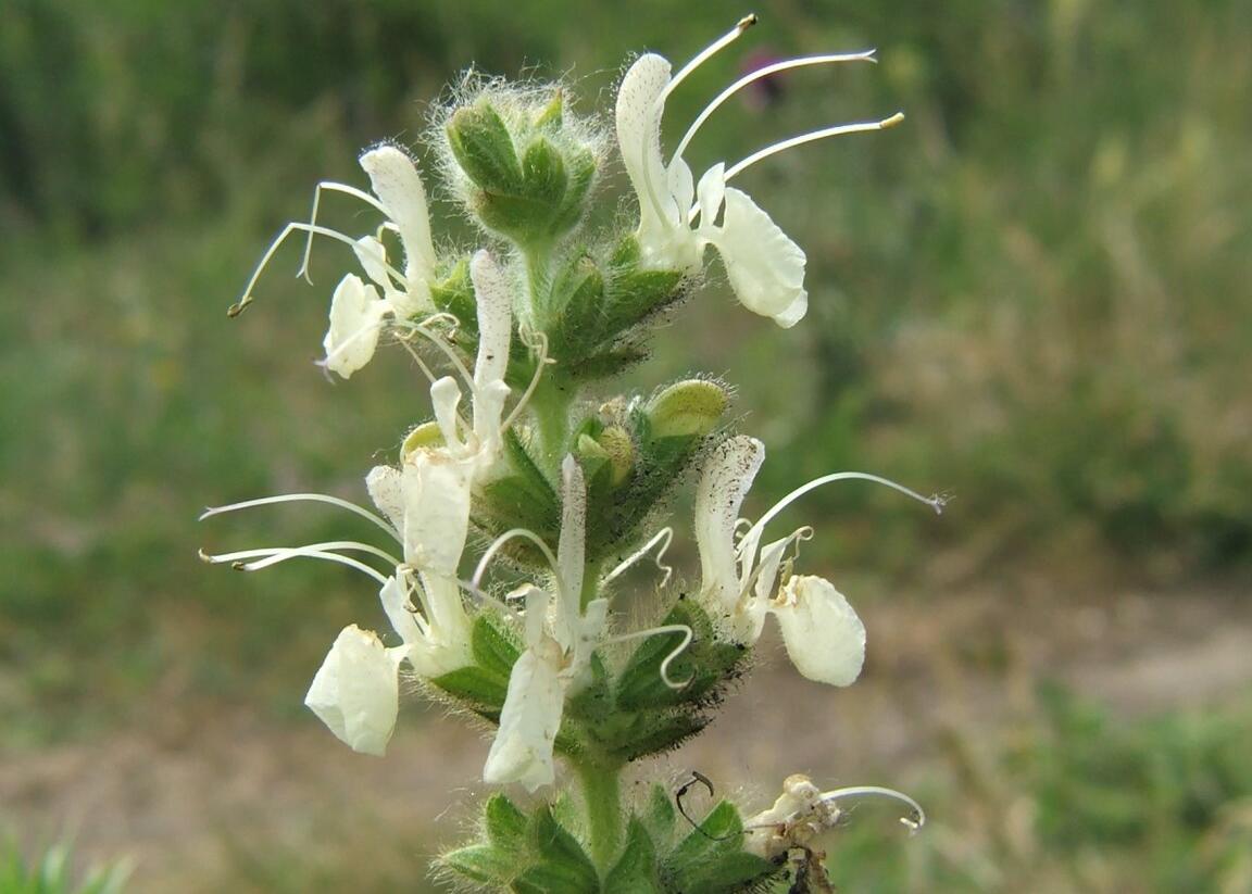 Šalvěj rakouská - Salvia austriaca