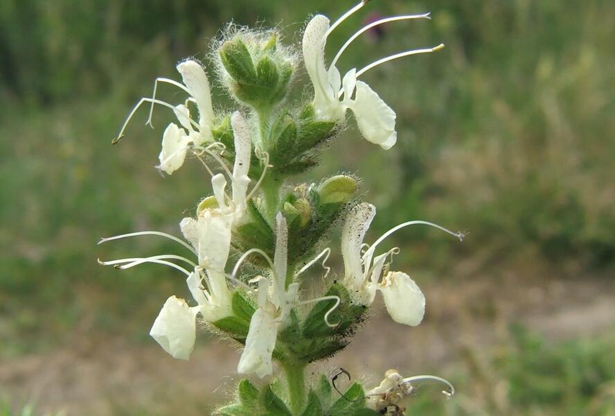 Šalvěj rakouská - Salvia austriaca