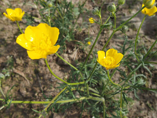 Pryskyřník mnohokvětý - Ranunculus polyanthemos