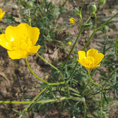 Pryskyřník mnohokvětý - Ranunculus polyanthemos