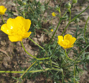 Pryskyřník mnohokvětý