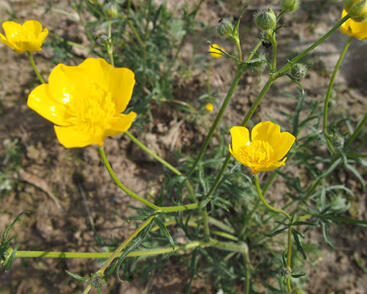 Pryskyřník mnohokvětý