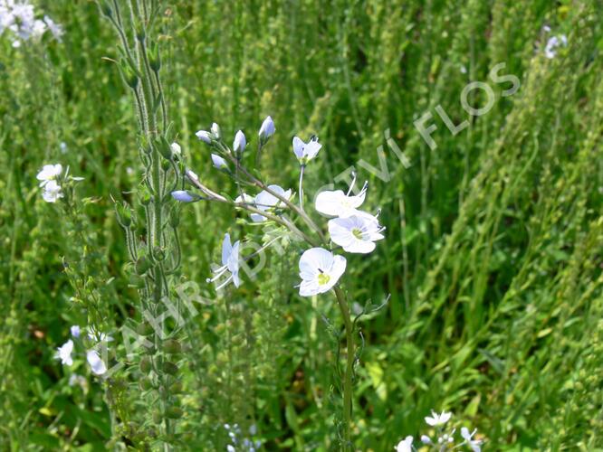 Rozrazil hořcovitý - Veronica gentianoides